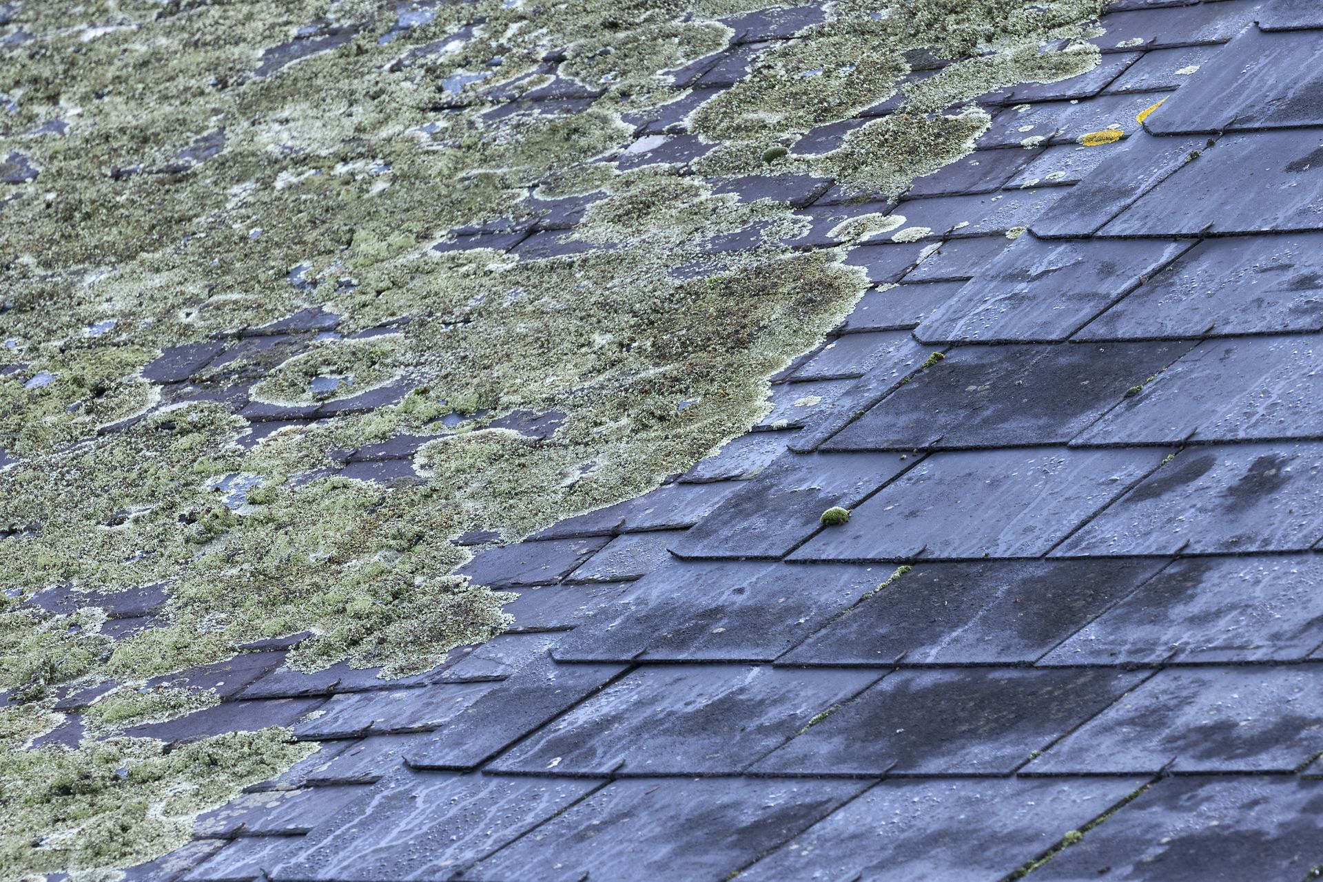 Toit d'ardoise recouvert de plaques de mousse verte et de lichens