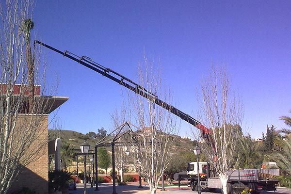 Una grúa está levantando un árbol delante de un edificio.