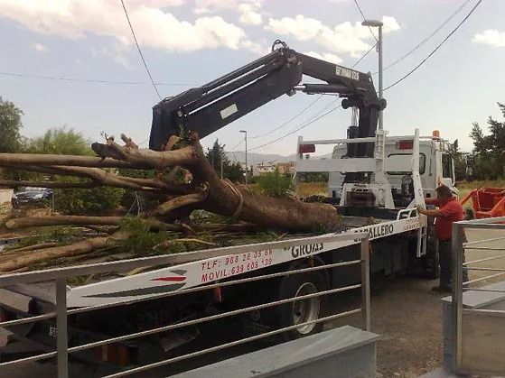 Un árbol grande está siendo levantado por una grúa en una grúa.
