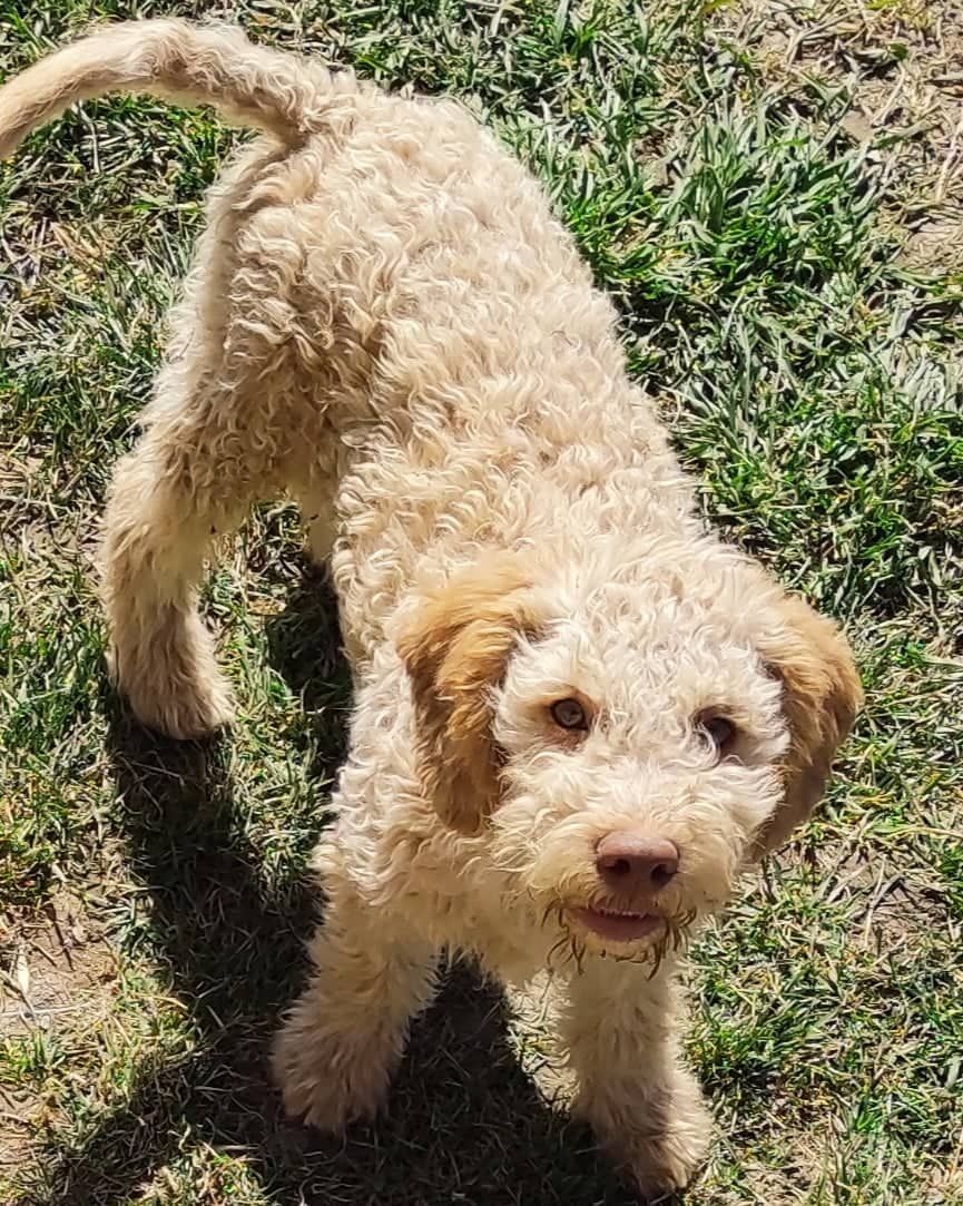 Ein kleiner Hund steht im Gras und schaut in die Kamera.