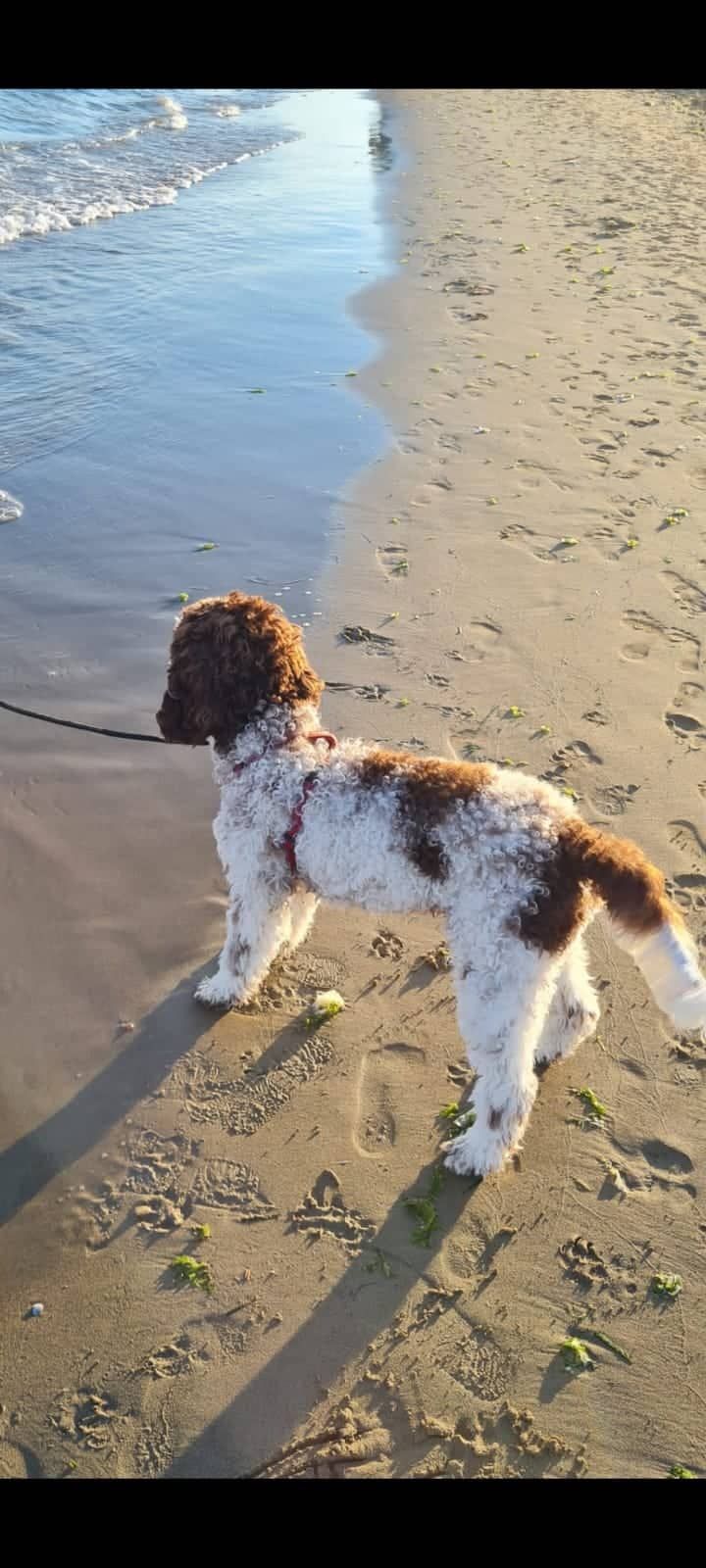Ein braun-weißer Hund steht an einem Strand in der Nähe des Wassers.