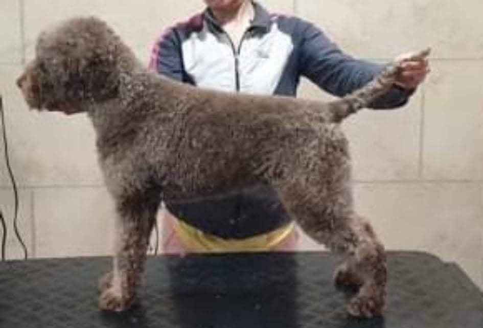 Eine Frau steht neben einem kleinen braunen Hund auf einem Tisch.