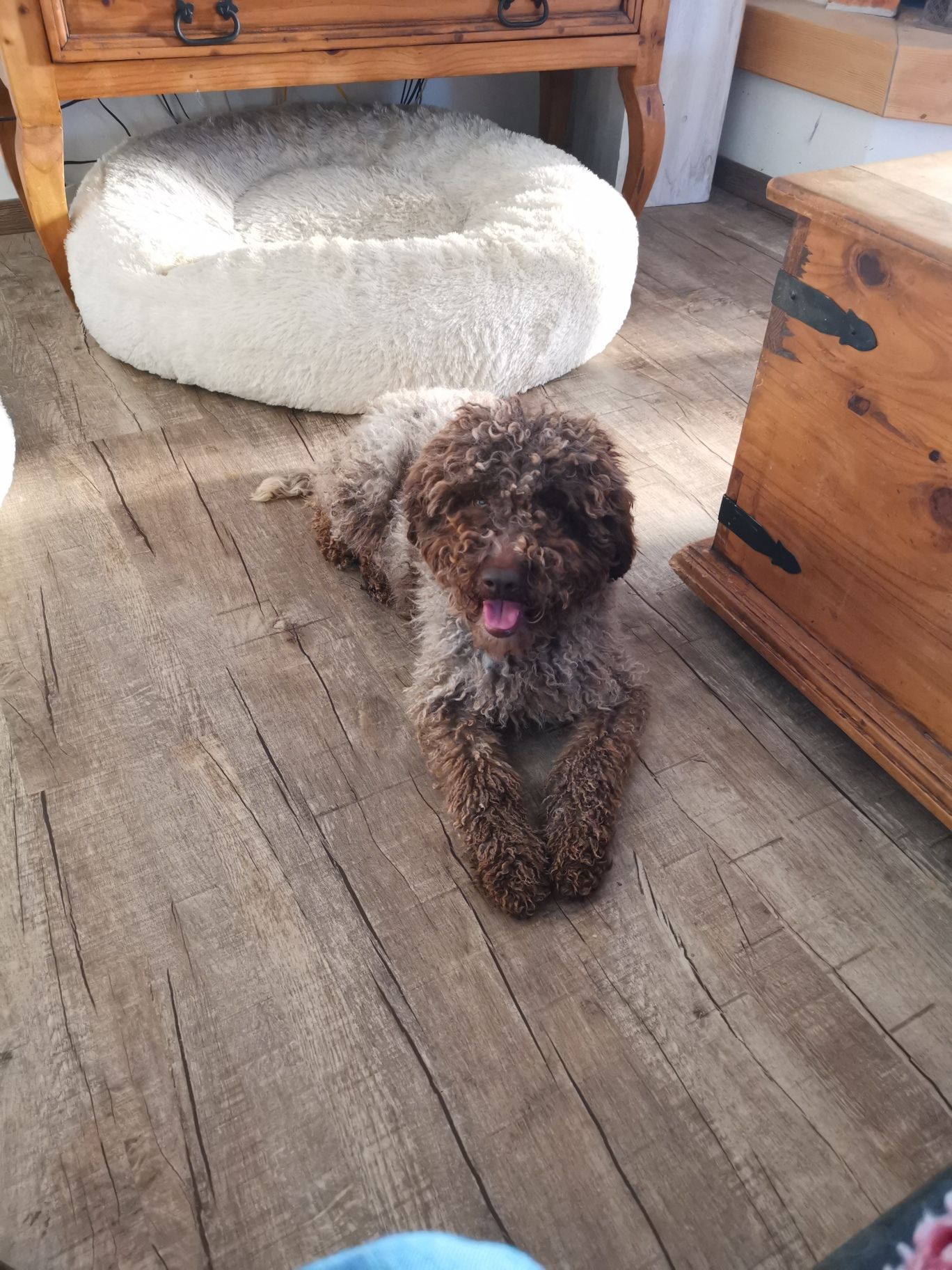 Ein kleiner brauner Hund liegt auf dem Boden neben einem weißen Hundebett.