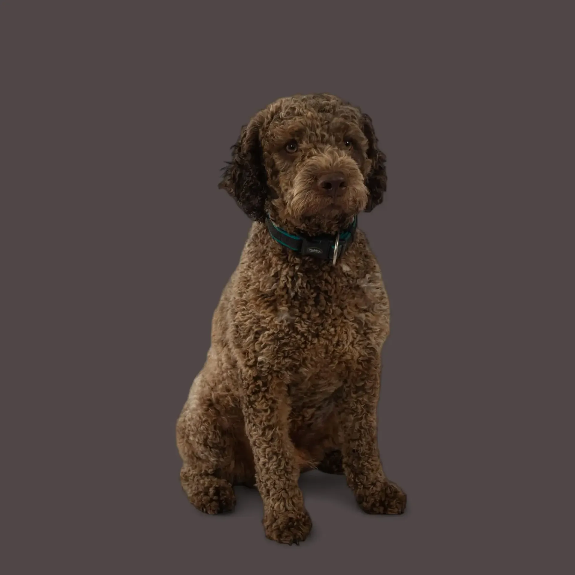 Ein brauner Hund mit grünem Halsband sitzt auf einem grauen Hintergrund.