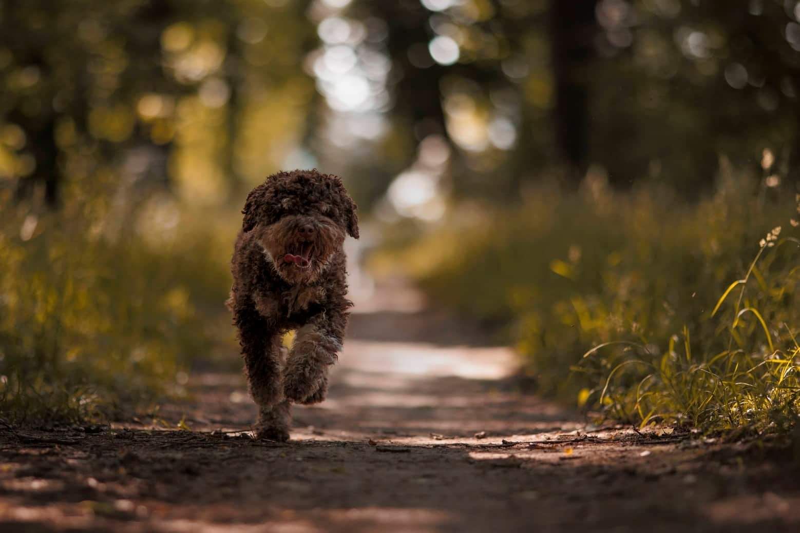 Ein Hund rennt einen Waldweg entlang.
