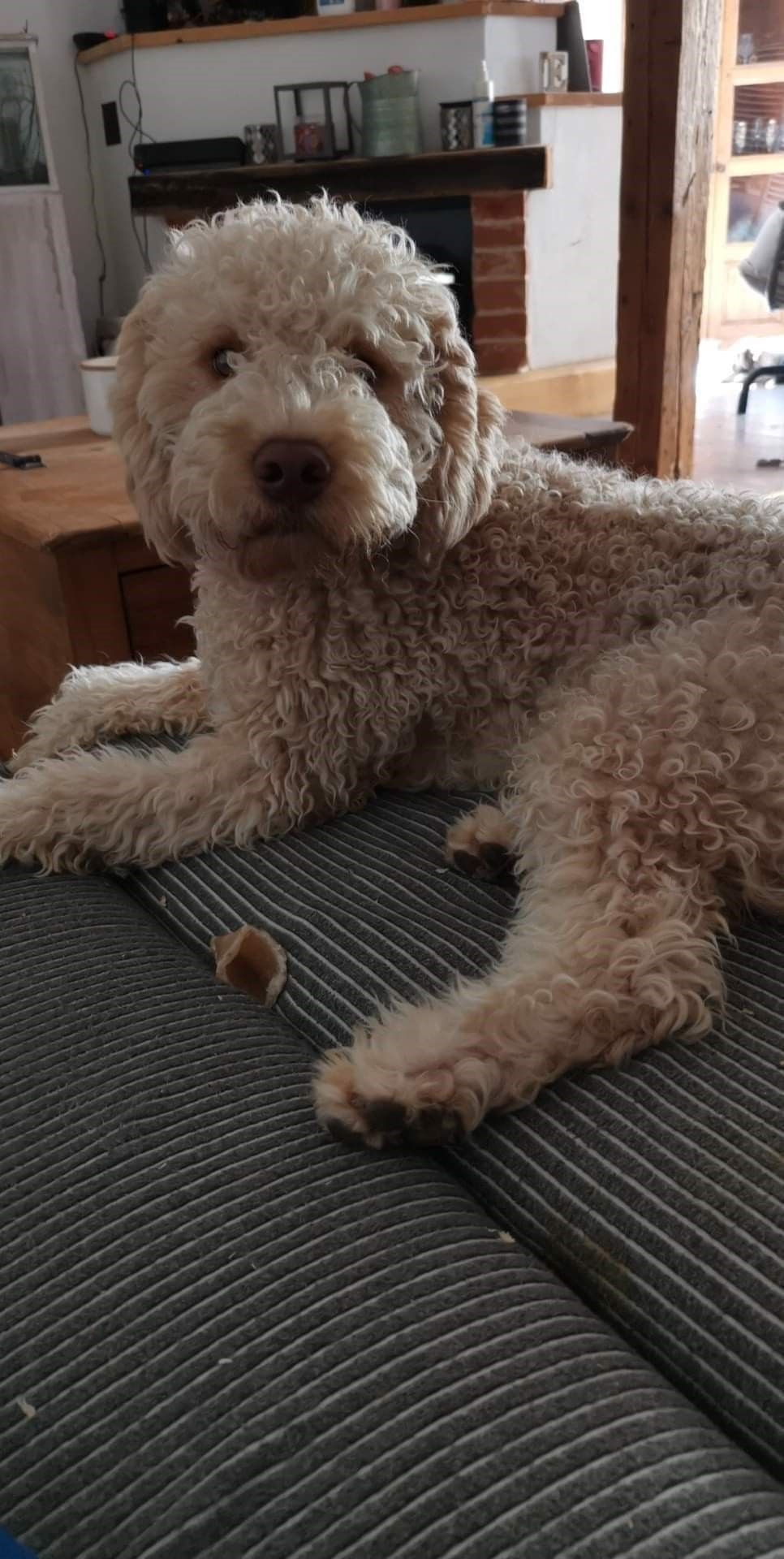 Ein kleiner Hund liegt auf einem Sofa in einem Wohnzimmer.