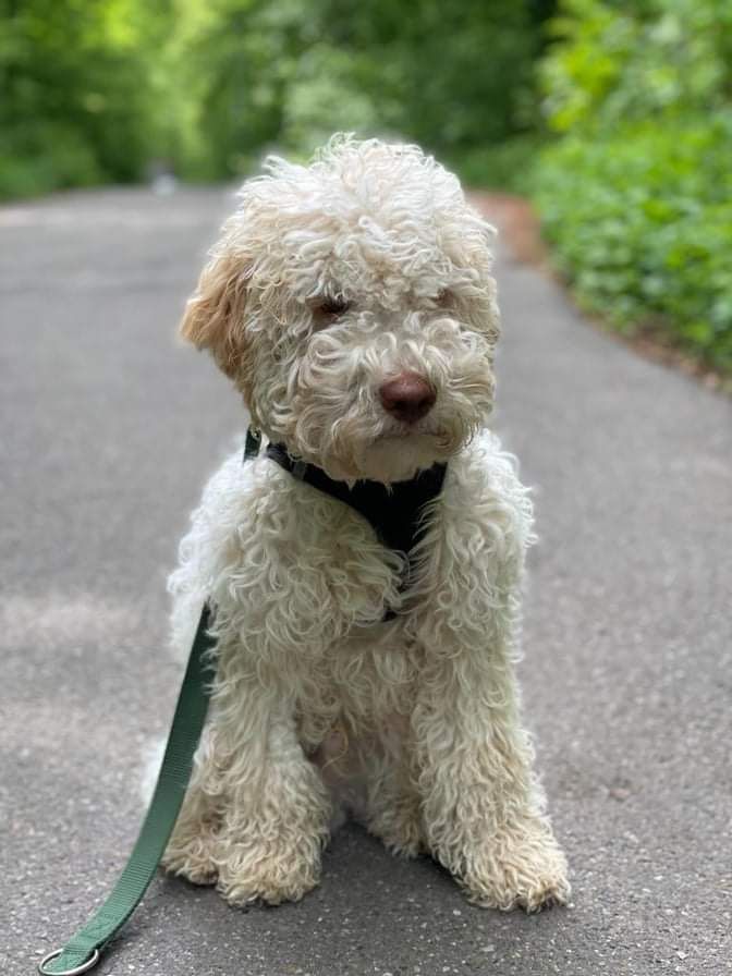 Ein kleiner weißer Hund sitzt an der Leine am Straßenrand.
