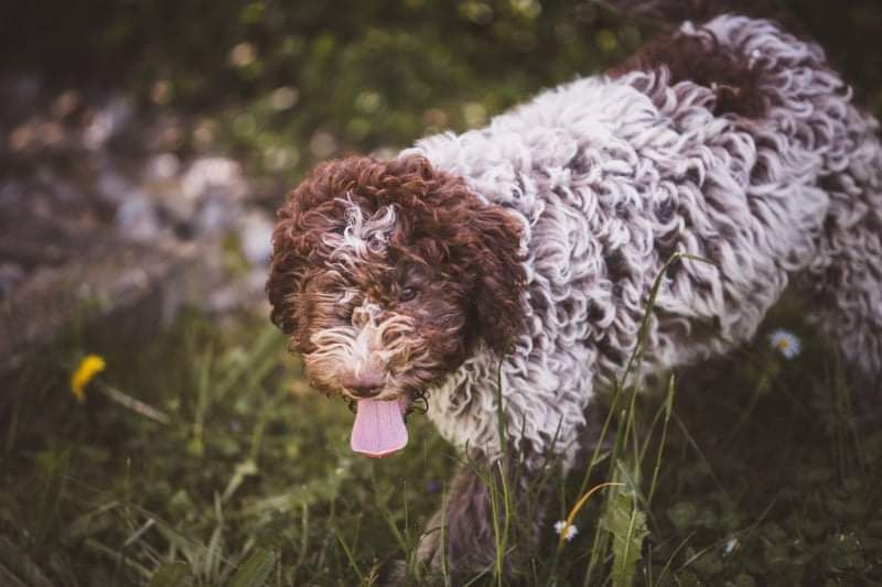 Ein braun-weißer Hund steht mit heraushängender Zunge im Gras.
