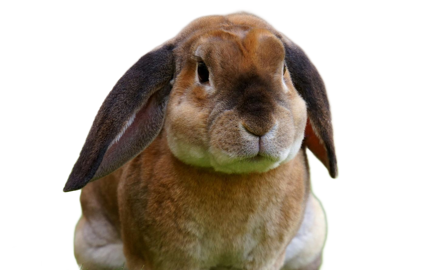 Un conejo marrón con orejas largas y caídas, mirando hacia adelante sobre un fondo blanco.