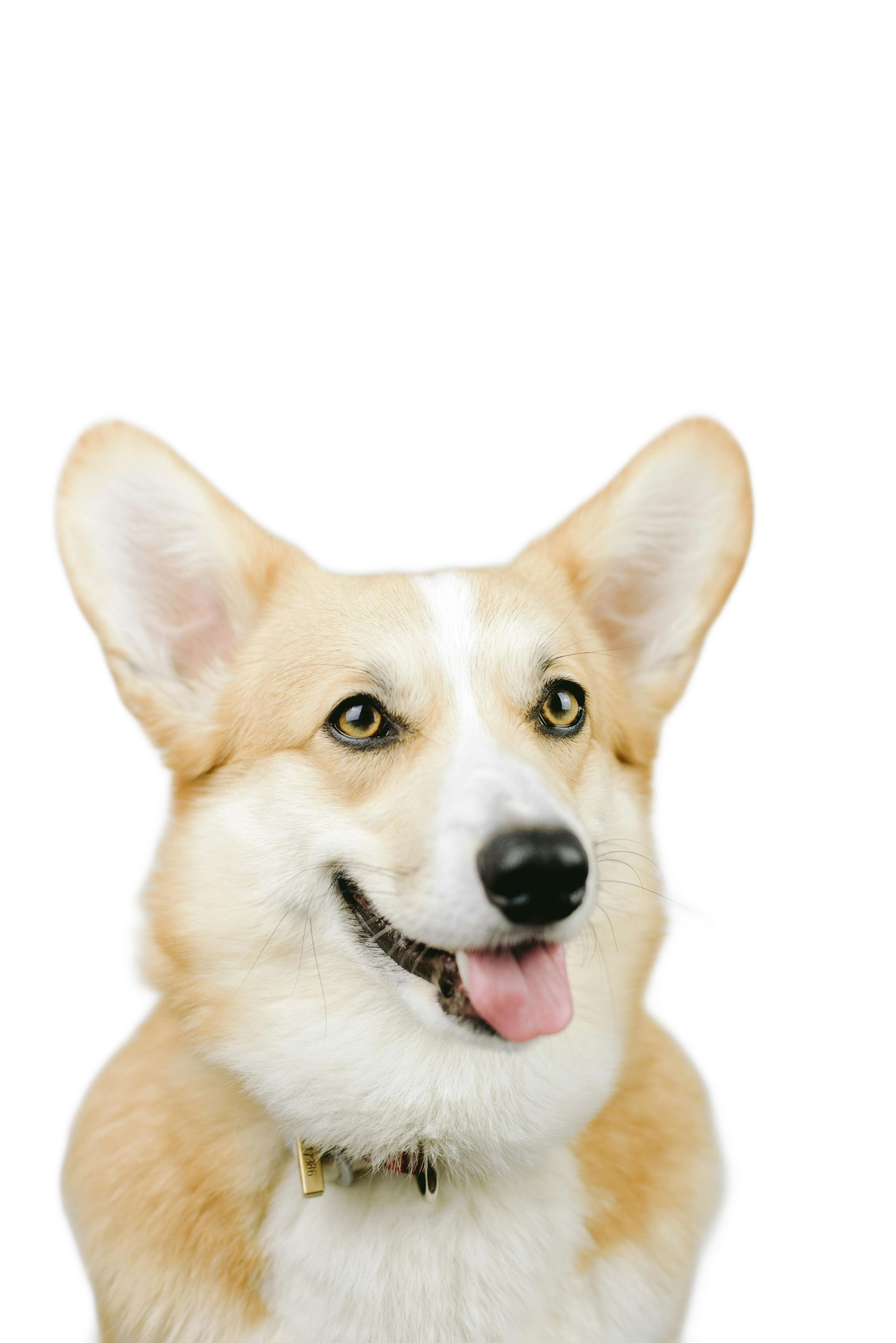 Un Pembroke Welsh Corgi sonriente con pelaje marrón claro y orejas grandes y erguidas sobre un fondo blanco.