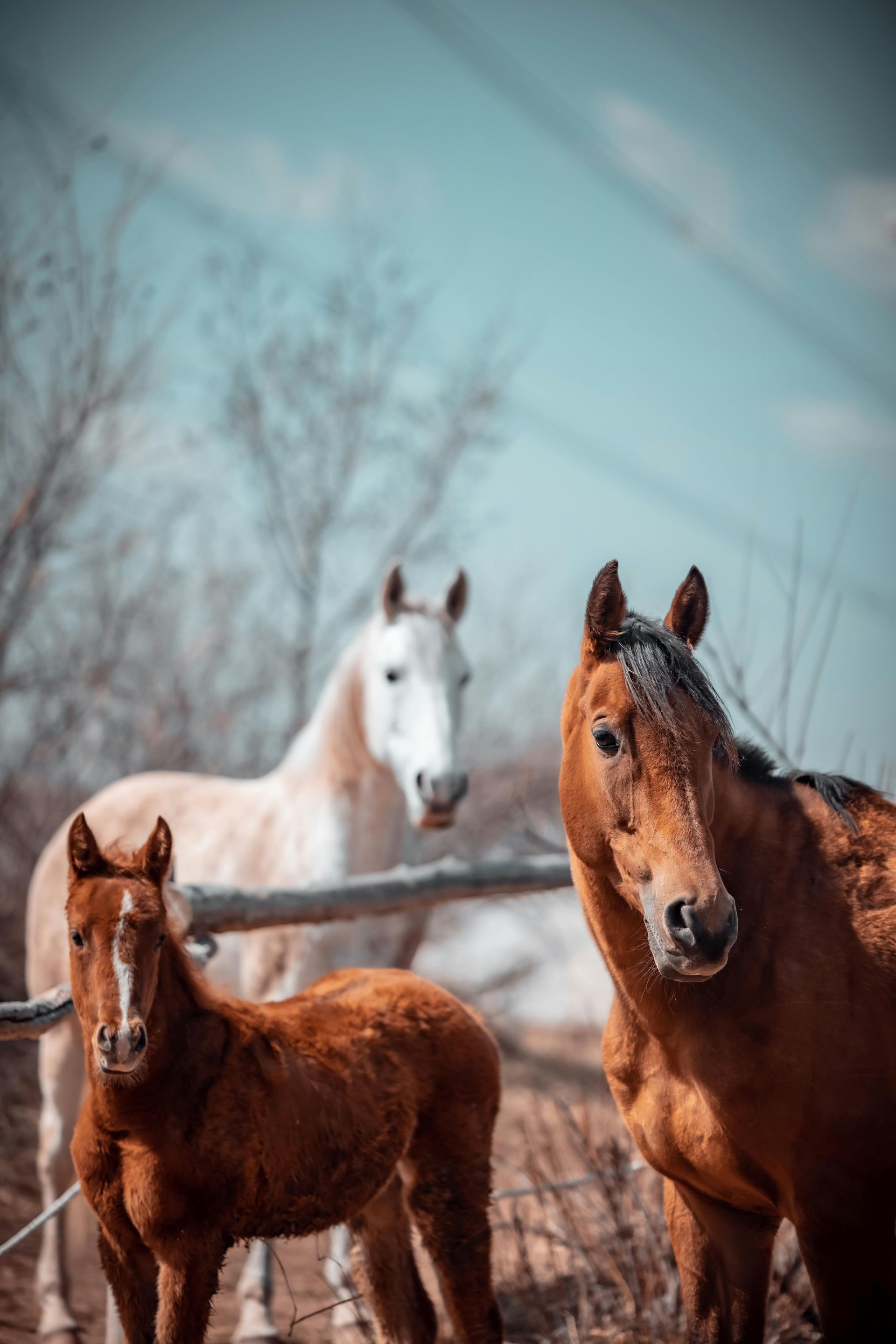 Un potro marrón se encuentra junto a dos caballos, uno marrón y otro blanco, en un campo al aire libre.
