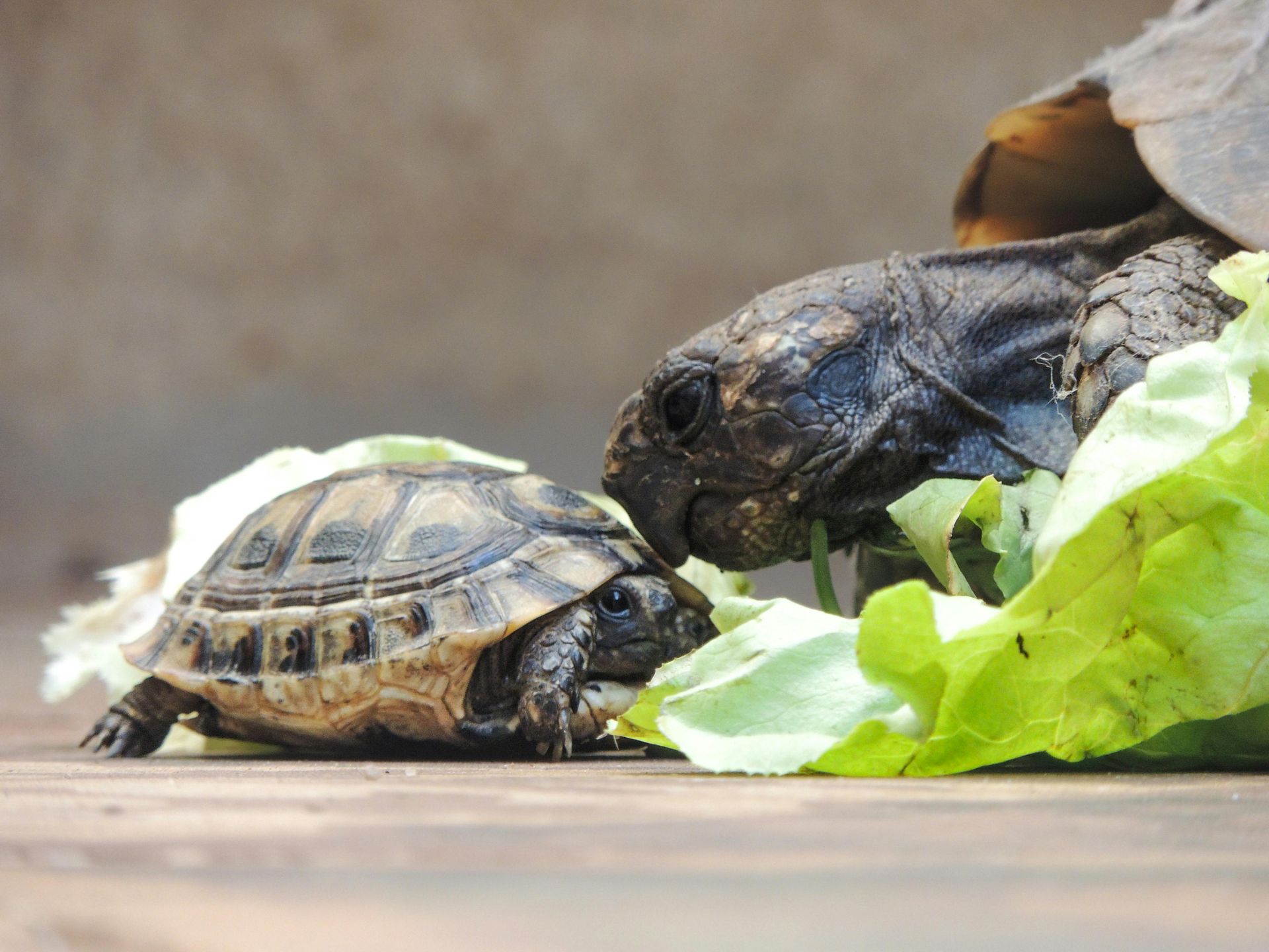 Una tortuga adulta y su cría recién nacida se miran fijamente mientras comen hojas de lechuga verde