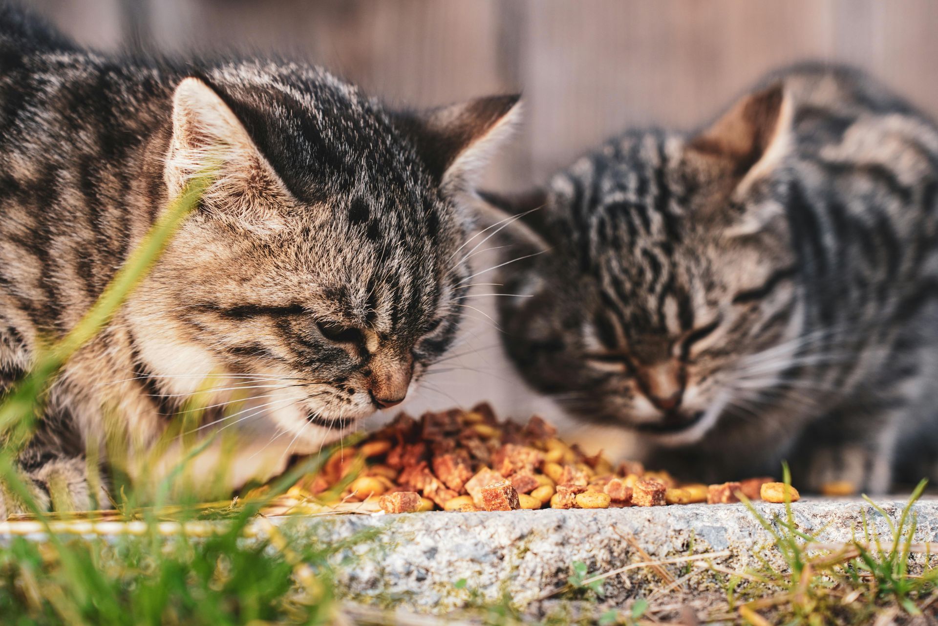 Dos gatos atigrados comen comida esparcida sobre una superficie de cemento al aire libre, cerca de un césped.