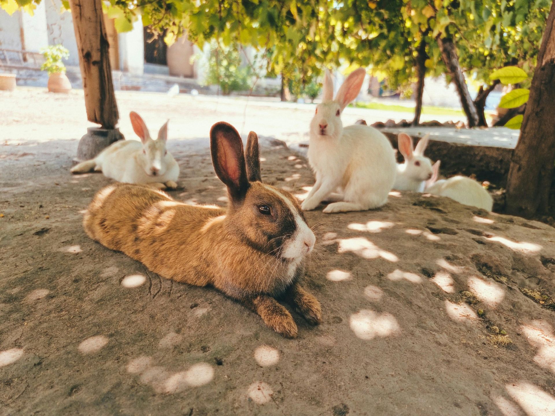 En primer plano yace un conejo marrón, mientras tres conejos blancos descansan sobre un suelo de tierra