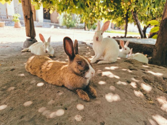 En primer plano yace un conejo marrón, mientras tres conejos blancos descansan sobre un suelo de tierra