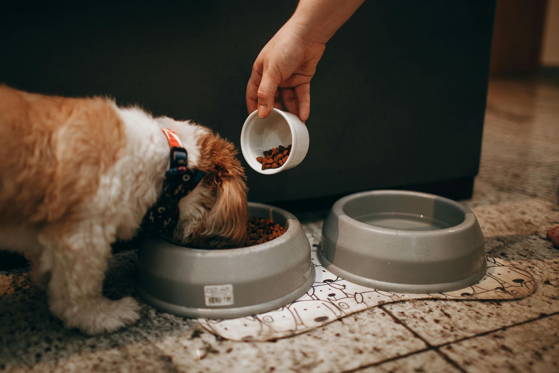 Una persona vierte croquetas secas de una pequeña taza blanca en un cuenco gris para perros, mientras el perro come de él.