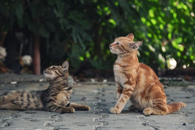 Un gato pelirrojo está sentado erguido y un gato atigrado marrón está tumbado en un camino pavimentado