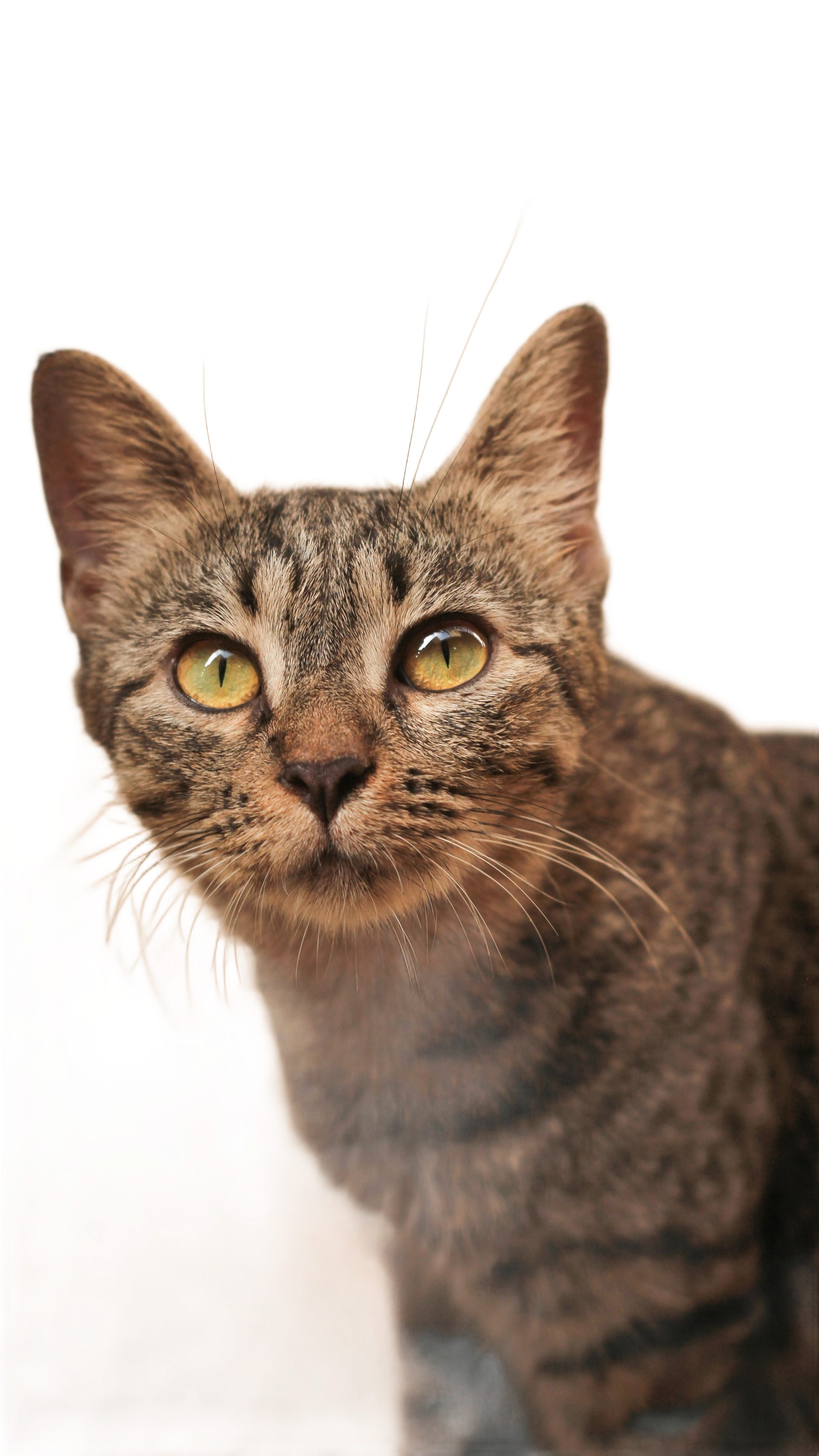 Un gato atigrado marrón con ojos verde claro mira hacia arriba contra un fondo blanco liso.