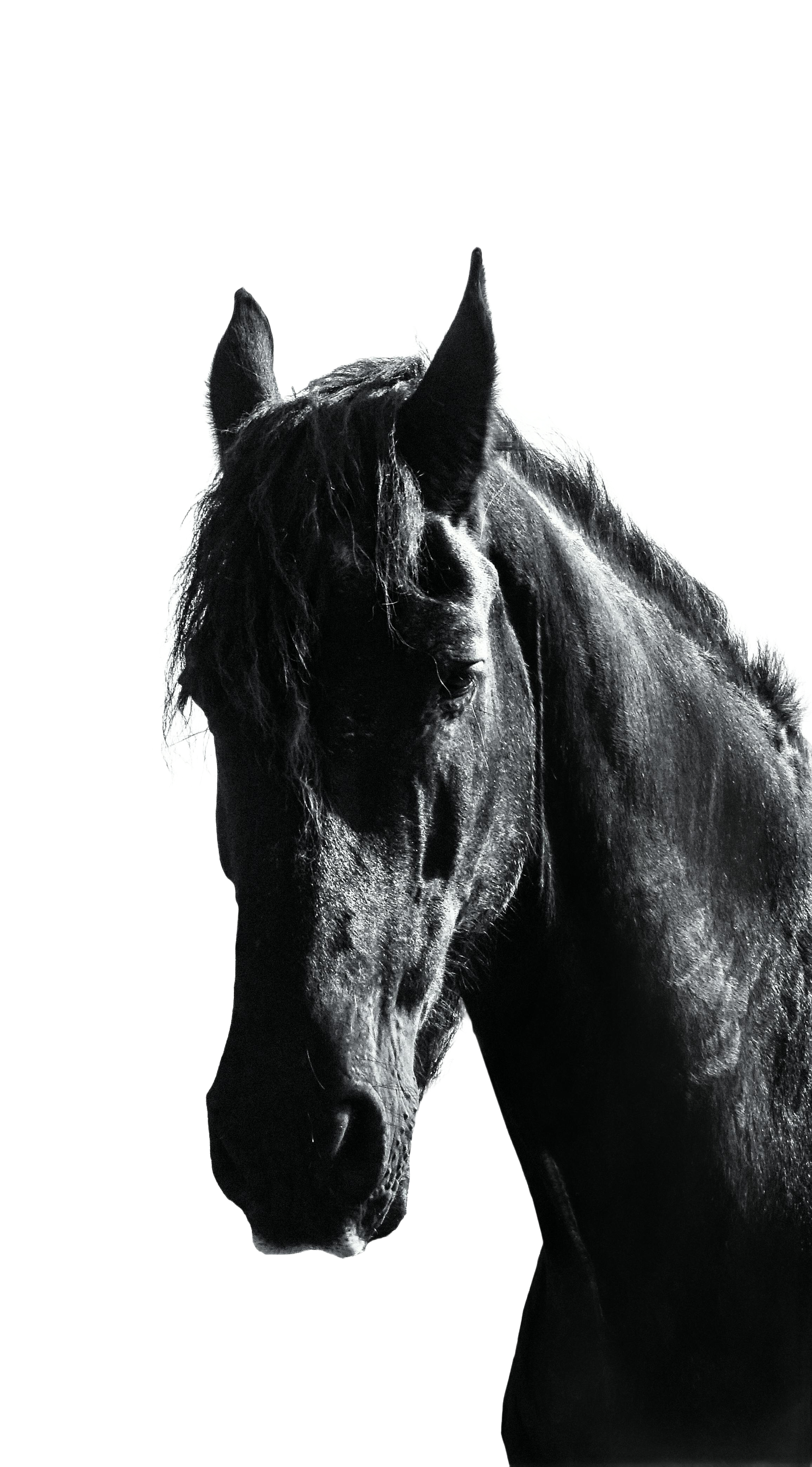 Retrato en blanco y negro de alto contraste de la cabeza y el cuello de un caballo de pelaje oscuro sobre un fondo