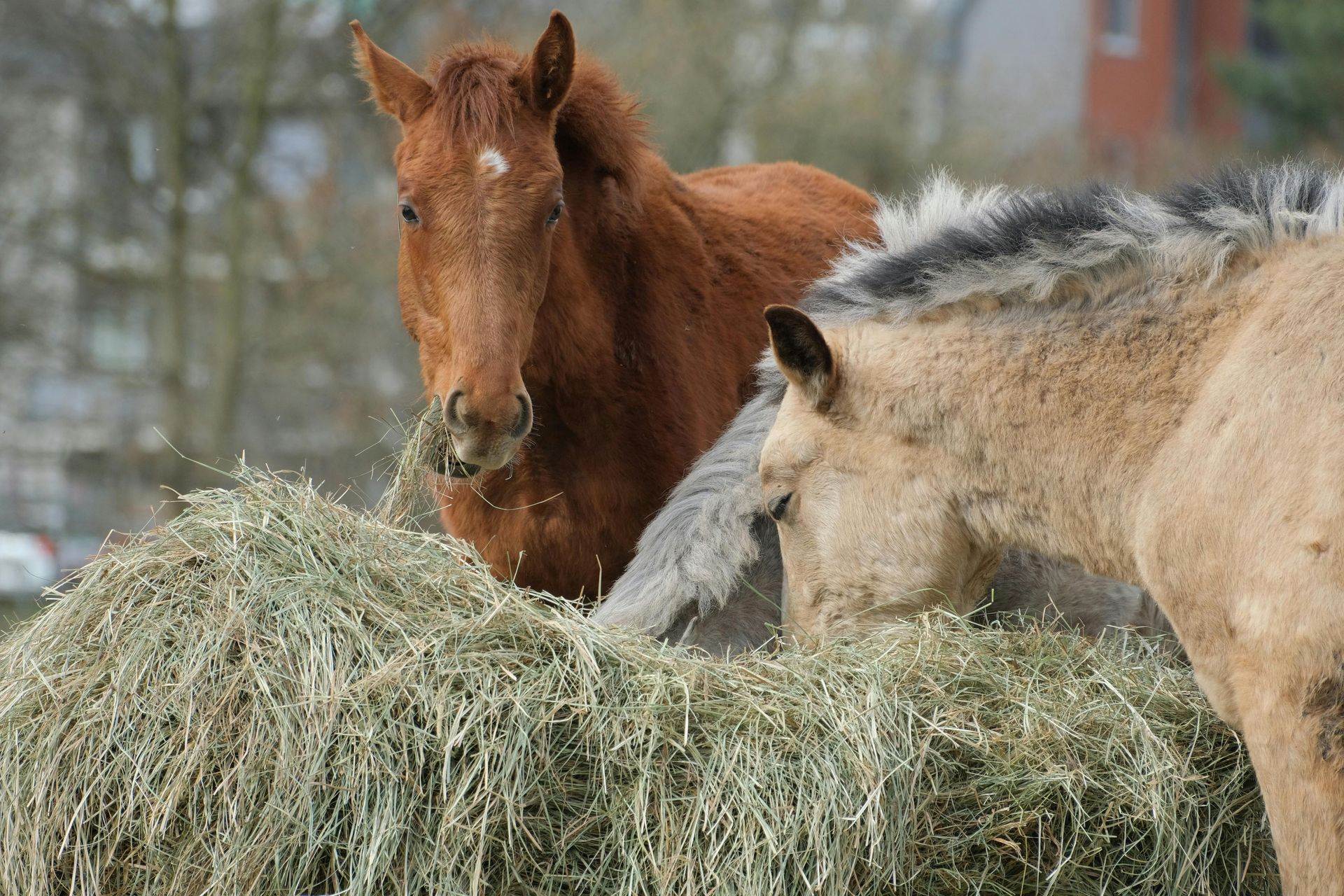 Un caballo marrón y un caballo de color marrón claro están de pie juntos, comiendo heno de un montón al aire libre.