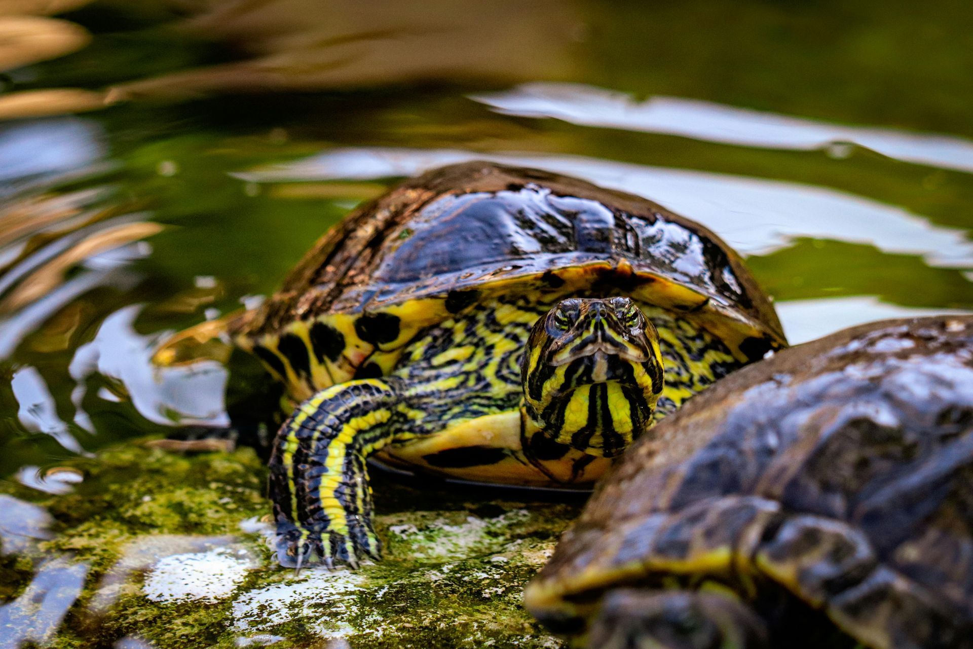 Una tortuga de orejas amarillas descansa sobre una roca cubierta de musgo en aguas poco profundas