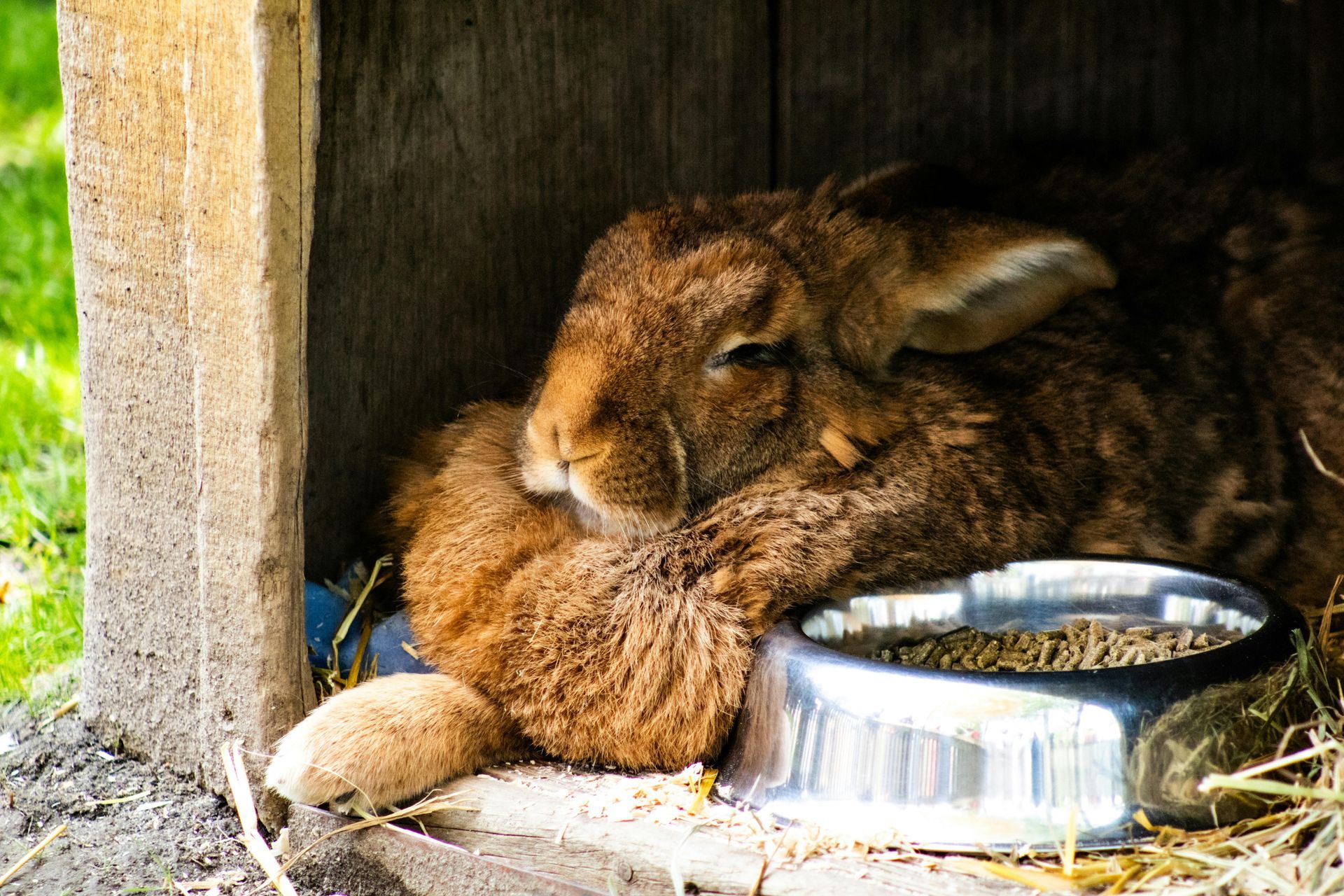 Un conejo marrón descansa su cabeza sobre sus patas junto a un cuenco metálico de comida dentro de un recinto de madera.