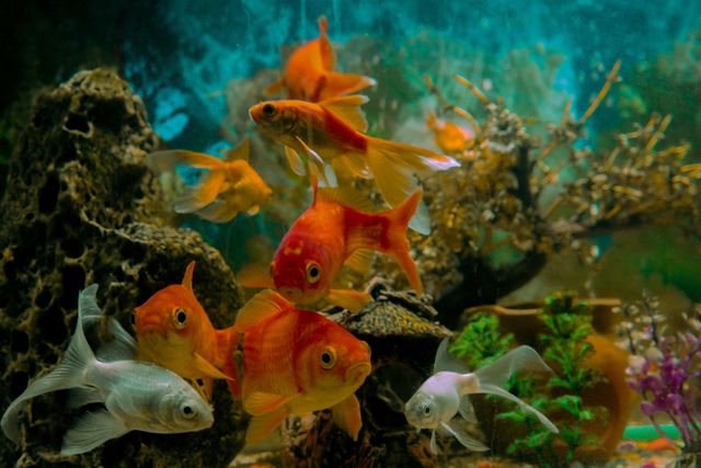 Un grupo de peces dorados de color naranja y blanco vibrantes nadando entre elementos rocosos decorativos