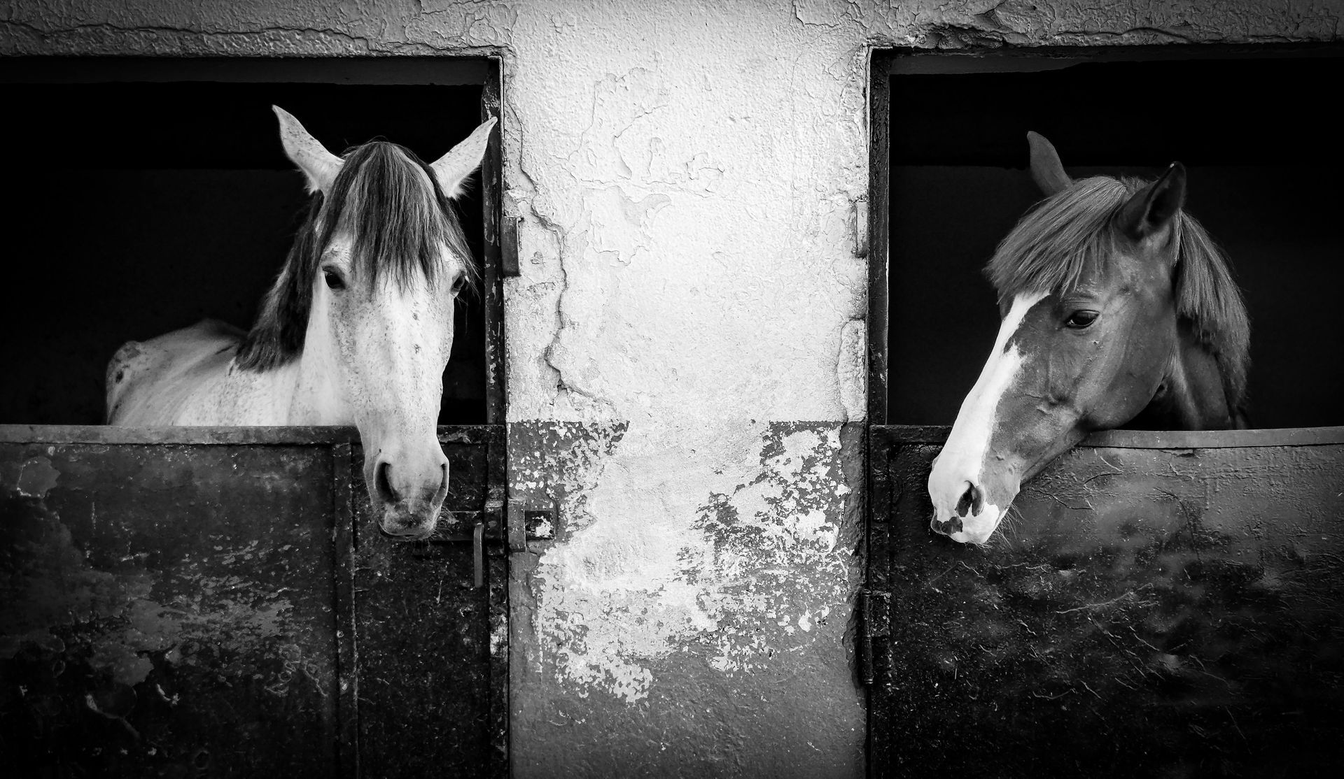 Dos caballos en establos contiguos mirando por encima de las puertas, capturados en blanco y negro.