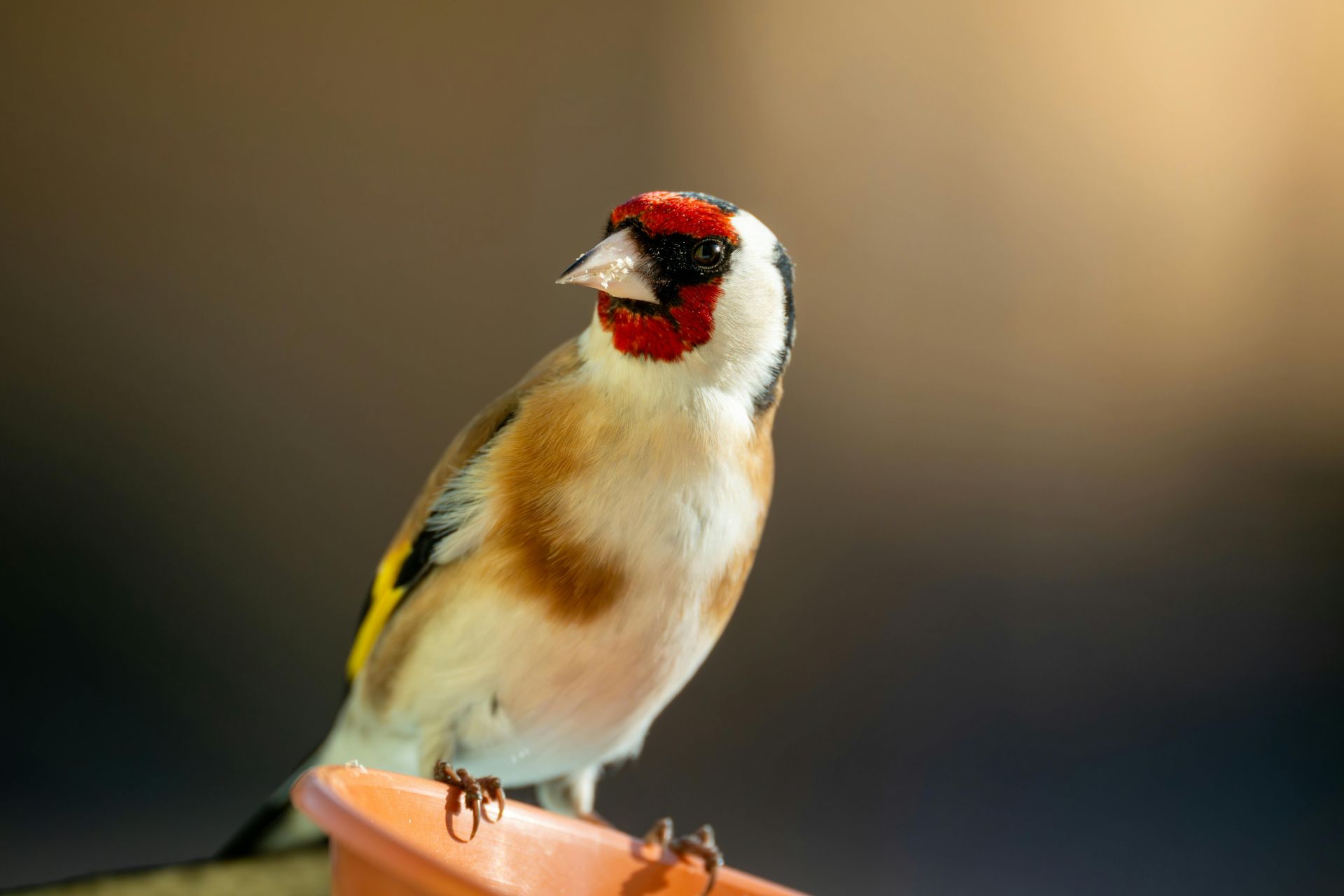 Un jilguero europeo con la cara roja y las alas de plumas amarillas estaba posado en el borde de una pequeña maceta naranja.