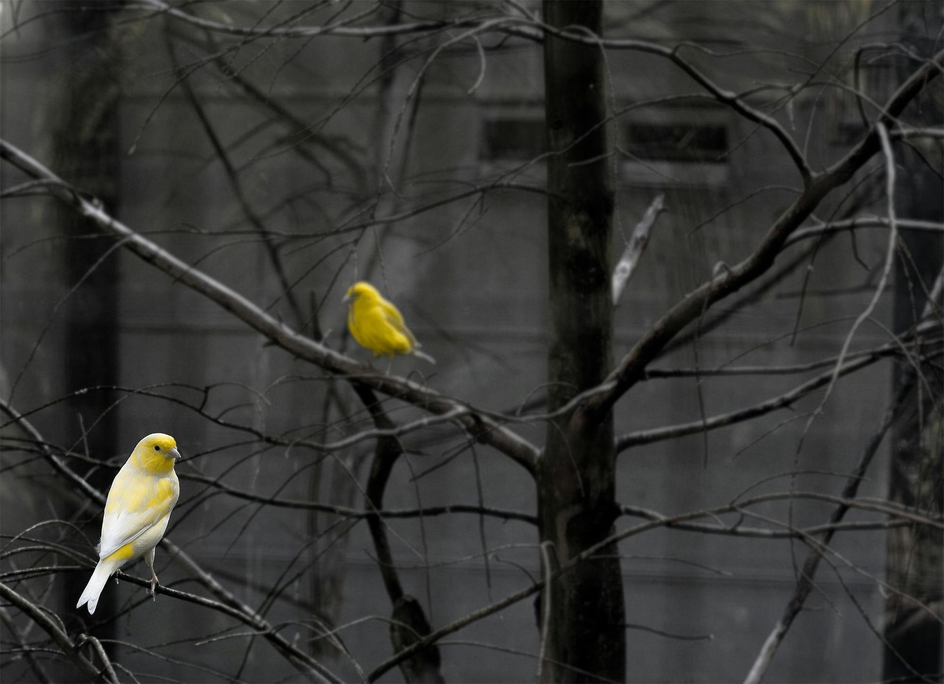 Dos pájaros de color amarillo brillante se posaban en las ramas oscuras y sin hojas de un árbol
