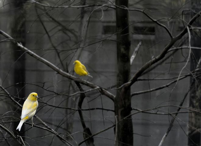 Dos pájaros de color amarillo brillante se posaban en las ramas oscuras y sin hojas de un árbol