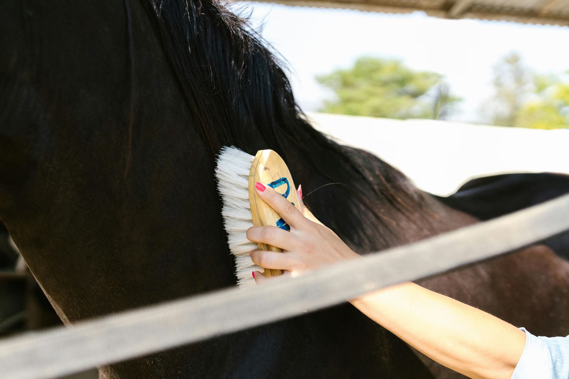 Una persona cepilla la crin y el cuello de un caballo oscuro con un cepillo de cerdas blancas.