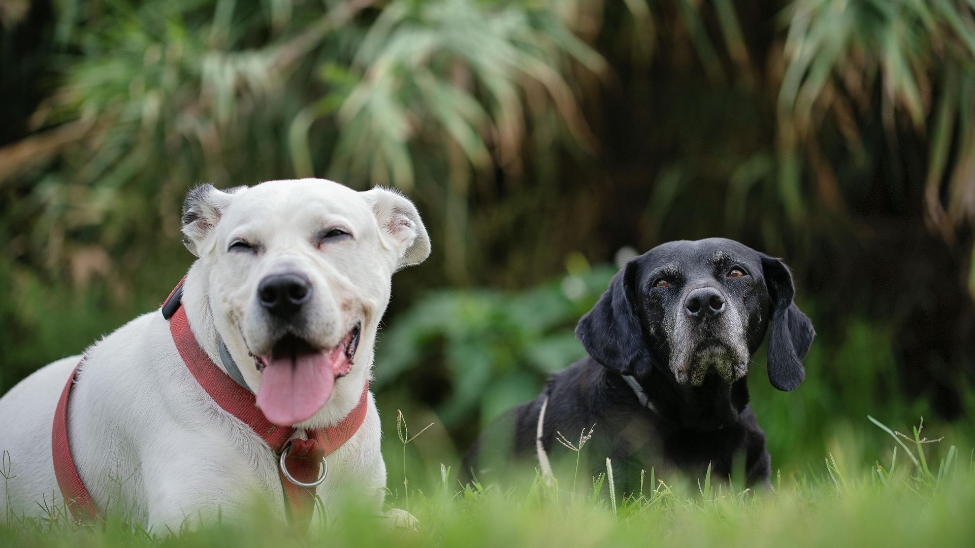 Un perro blanco sonriente con un arnés rojo está sentado junto a un perro negro en un campo de hierba.