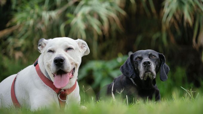 Un perro blanco sonriente con un arnés rojo está sentado junto a un perro negro en un campo de hierba.