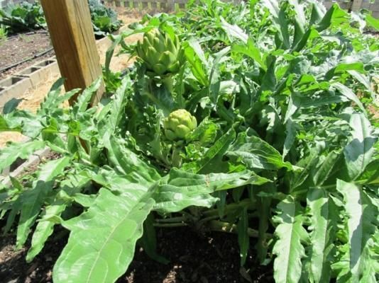 Las alcachofas crecen en un jardín al lado de un poste de madera.
