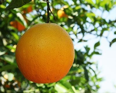 Una naranja cuelga de la rama de un árbol.