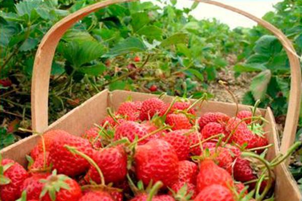 Una cesta llena de fresas está en un campo.