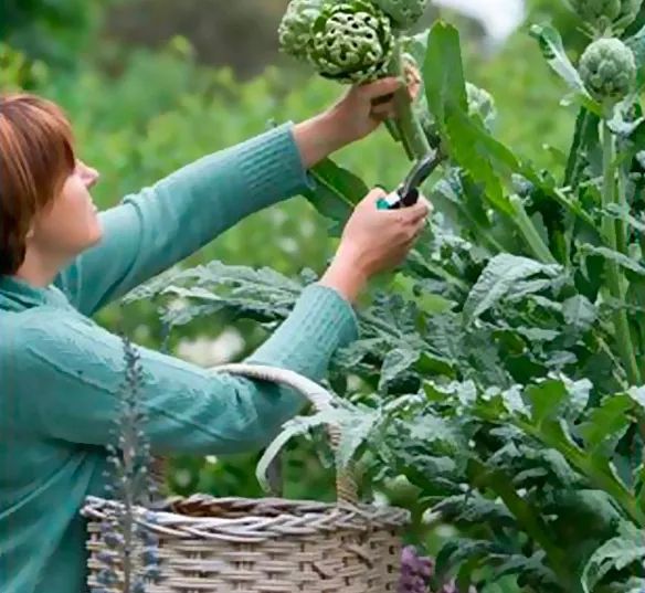 Una mujer está recogiendo alcachofas de una planta en un jardín.