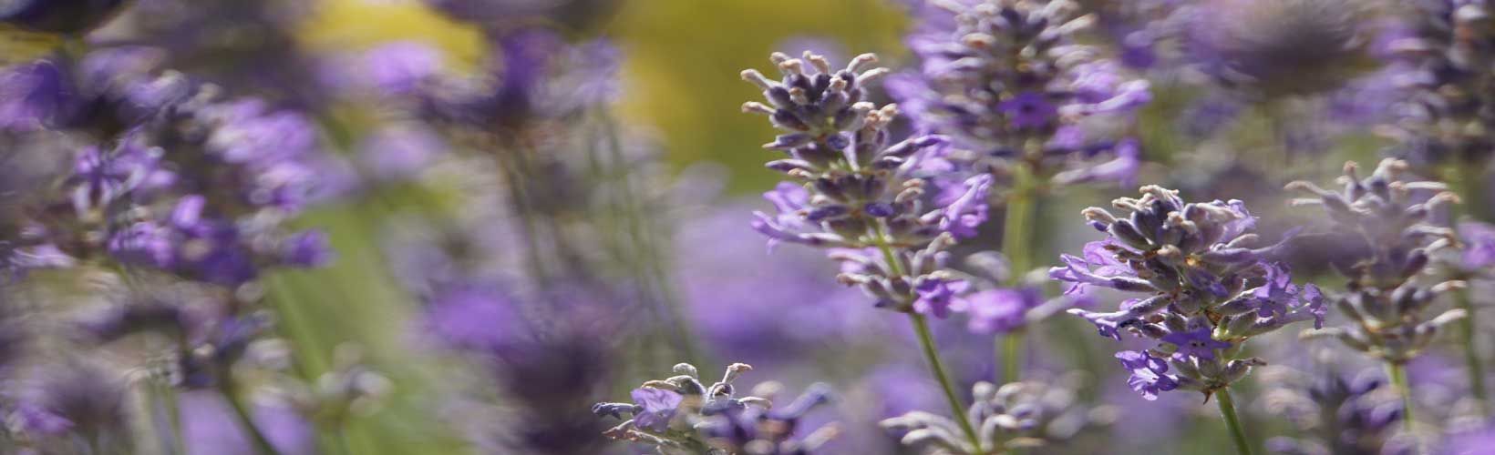 Eine Nahaufnahme von lila Lavendelblüten auf einem Feld