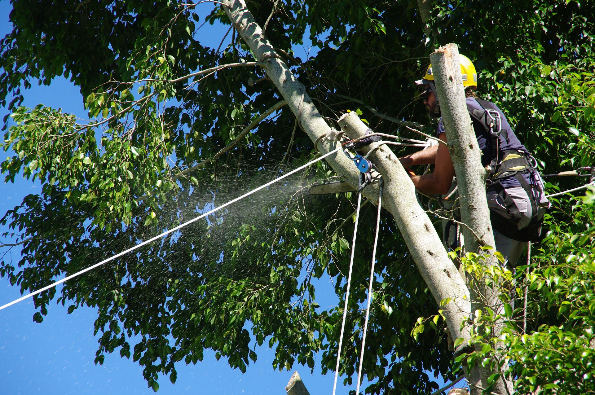Un ouvrier arboricole en harnais coupe une branche d'arbre avec une tronçonneuse ; ciel bleu, feuilles vertes et cordes.
