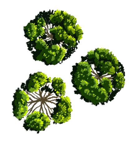 Vue de dessus de trois arbres aux feuilles vertes et aux troncs bruns, sur fond blanc.