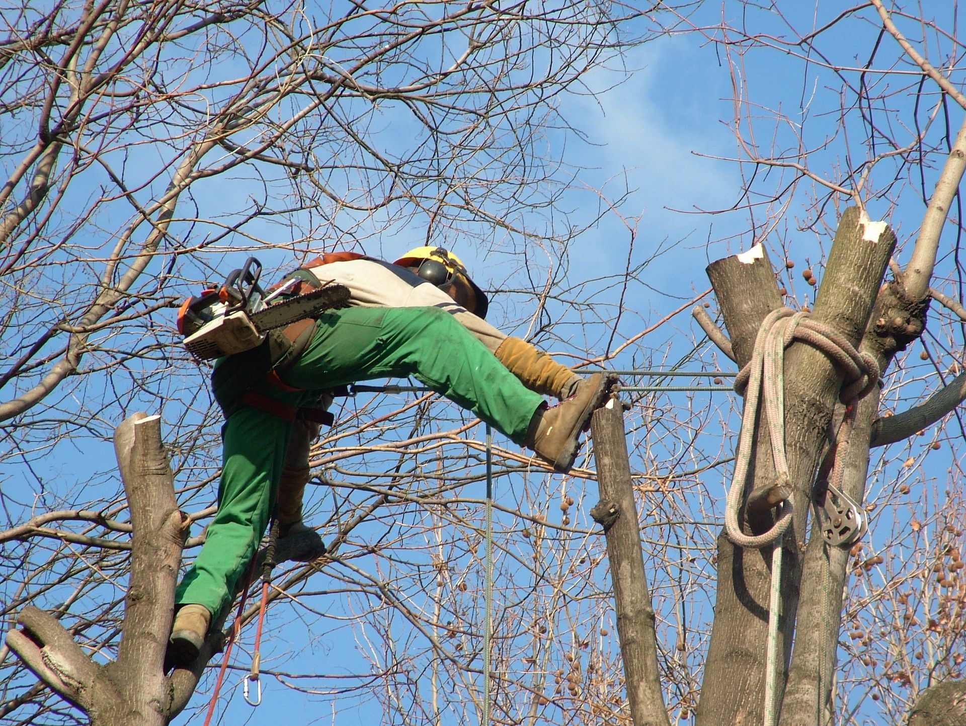 Arboriste en pantalon vert et casque utilisant une tronçonneuse pour tailler des branches d'arbres. Ciel bleu en arrière-plan.