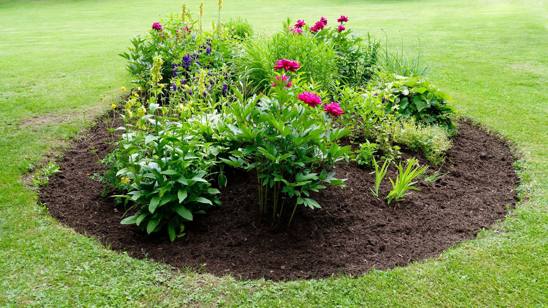 Jardin circulaire avec fleurs rouges, plantes vertes luxuriantes et paillis brun foncé. Entouré d'herbe verte.