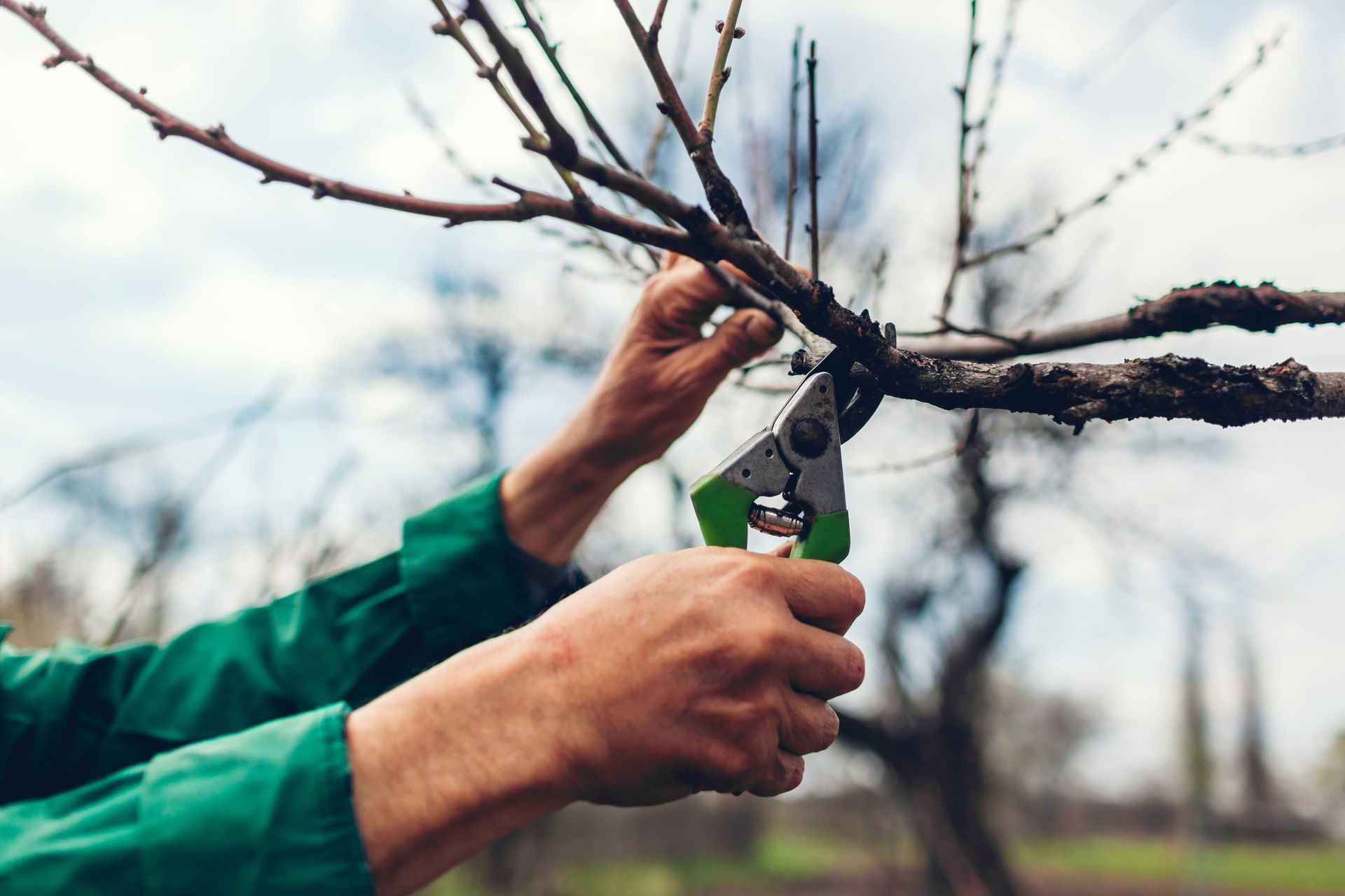Personne taillant une branche d'arbre avec un sécateur à manche vert à l'extérieur.