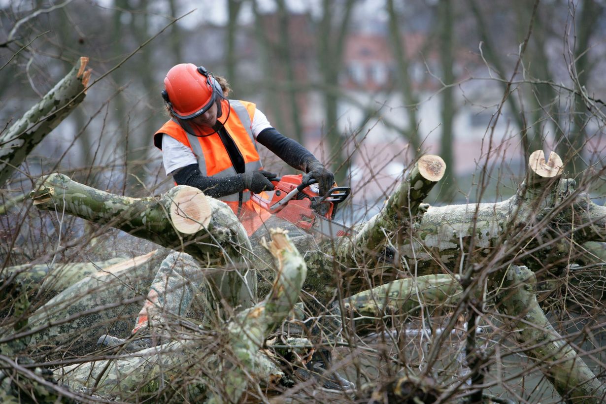 Arboriste en tenue de sécurité orange utilisant une tronçonneuse pour couper des branches.