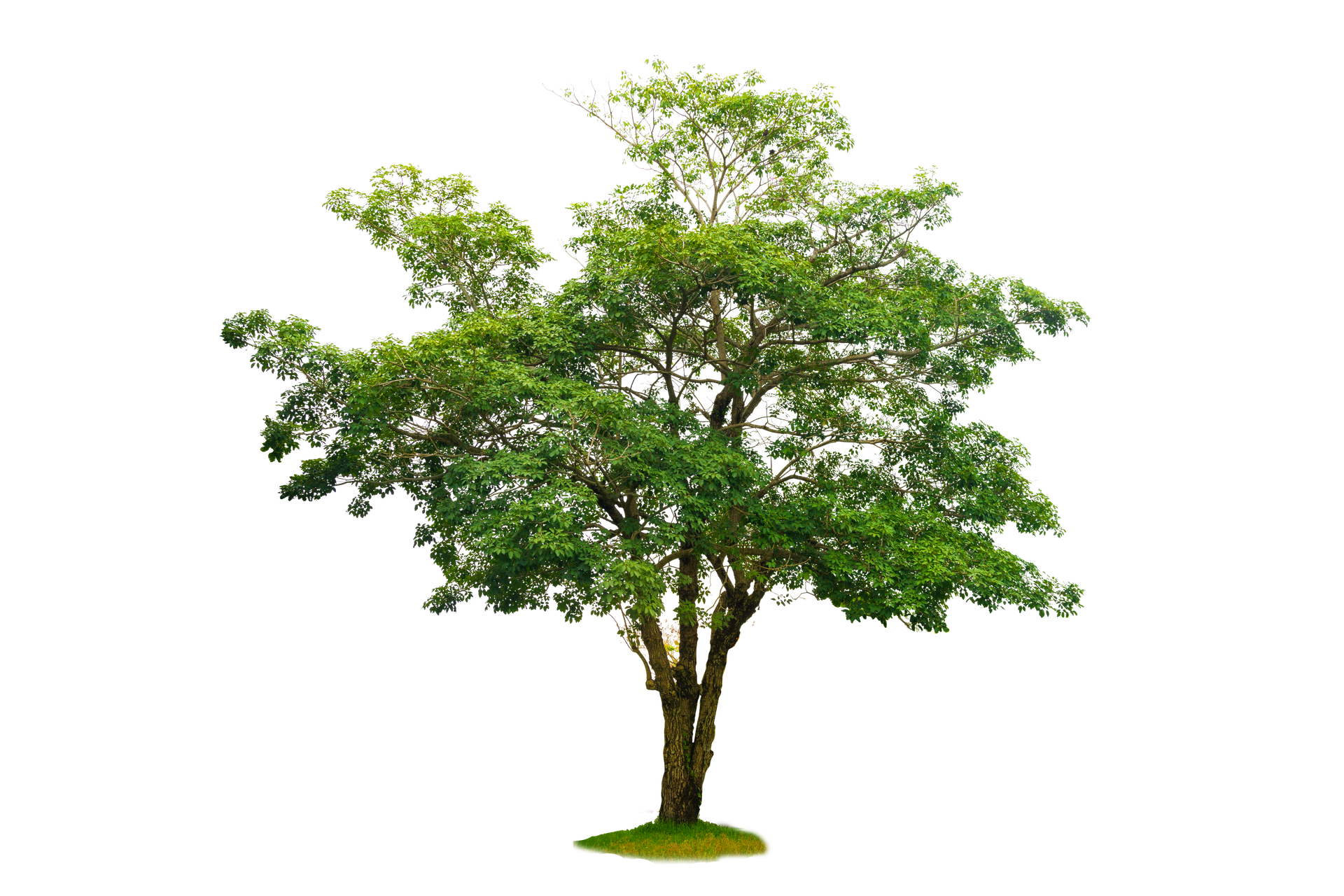 Arbre vert avec tronc brun sur fond blanc.