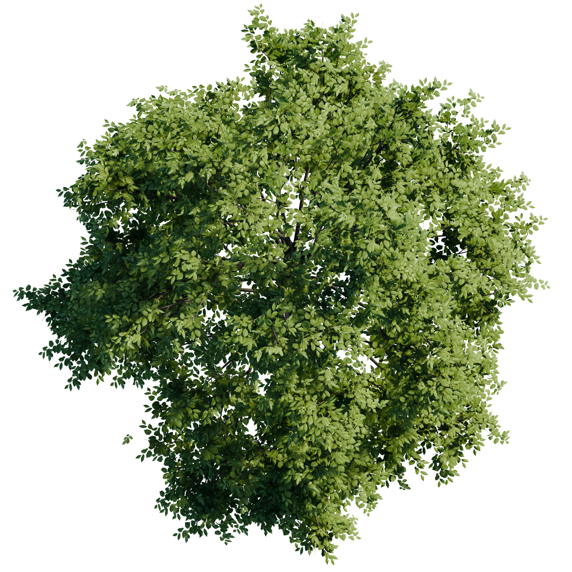 Vue aérienne d'un arbre aux feuilles vertes luxuriantes, sur fond blanc.
