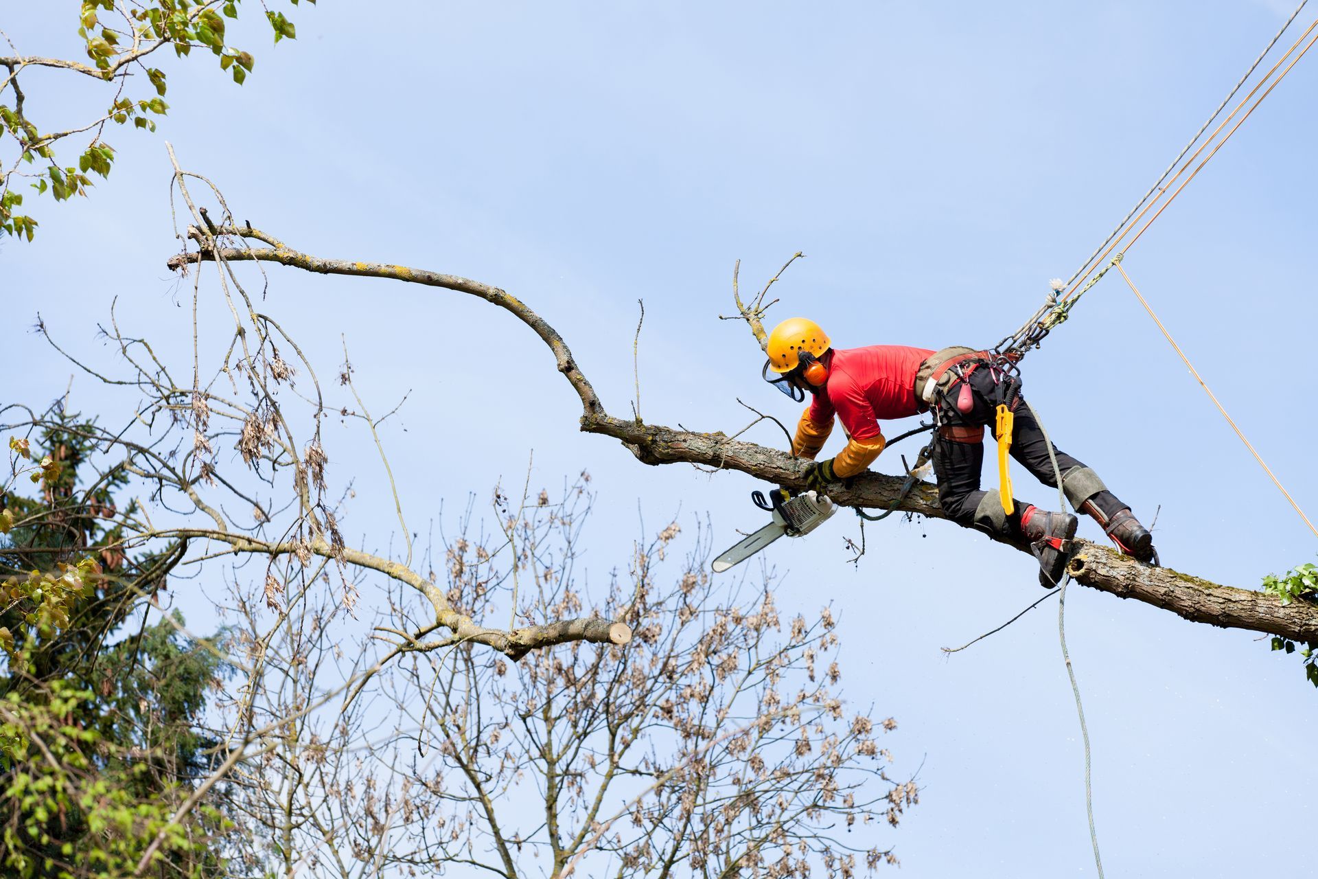 Arboriste en chemise rouge et casque sur une branche d'arbre, coupant avec une tronçonneuse ; fond de ciel bleu.