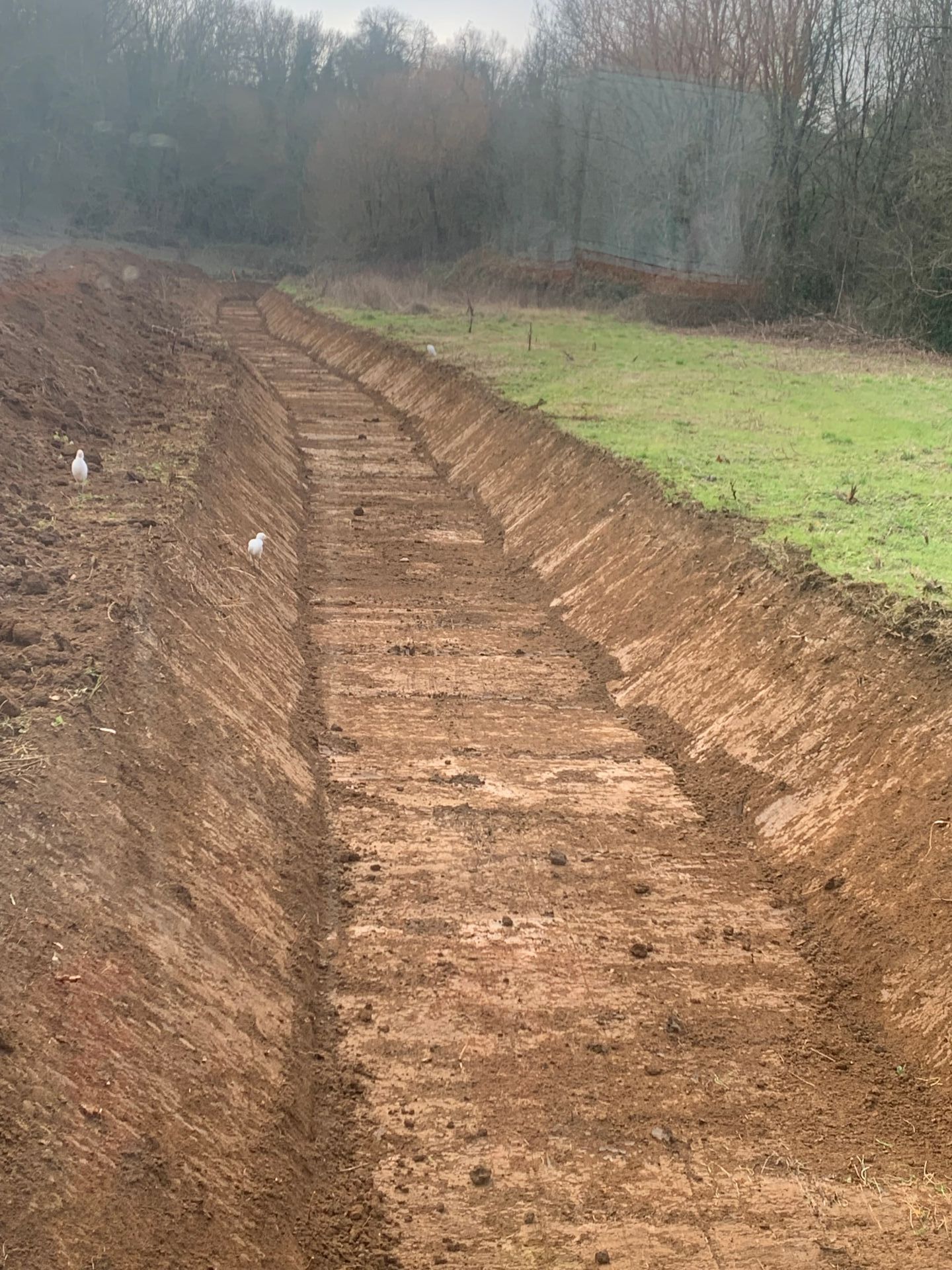 Terrassement de piscine avec une haie en arrière-plan