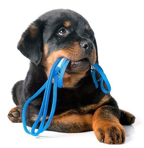 Cachorro rottweiler con pelaje negro y fuego, sosteniendo juguetonamente una cuerda azul en su boca.